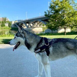 Shawnco Dog Harness, No-Pull Pet Vest with Leash Clips XS